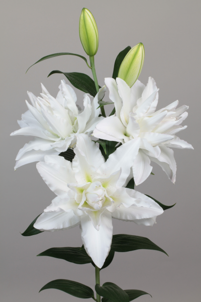 Canova®