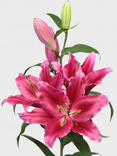 Etude ®