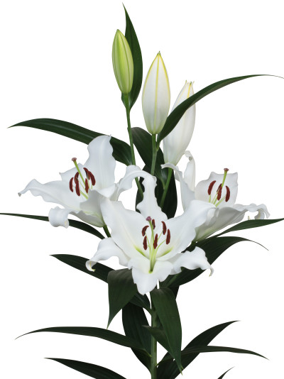 Fabriano ®