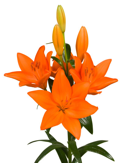 Kingsday ®