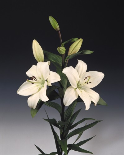 Litouwen ®