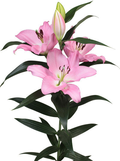 Marchesa ®