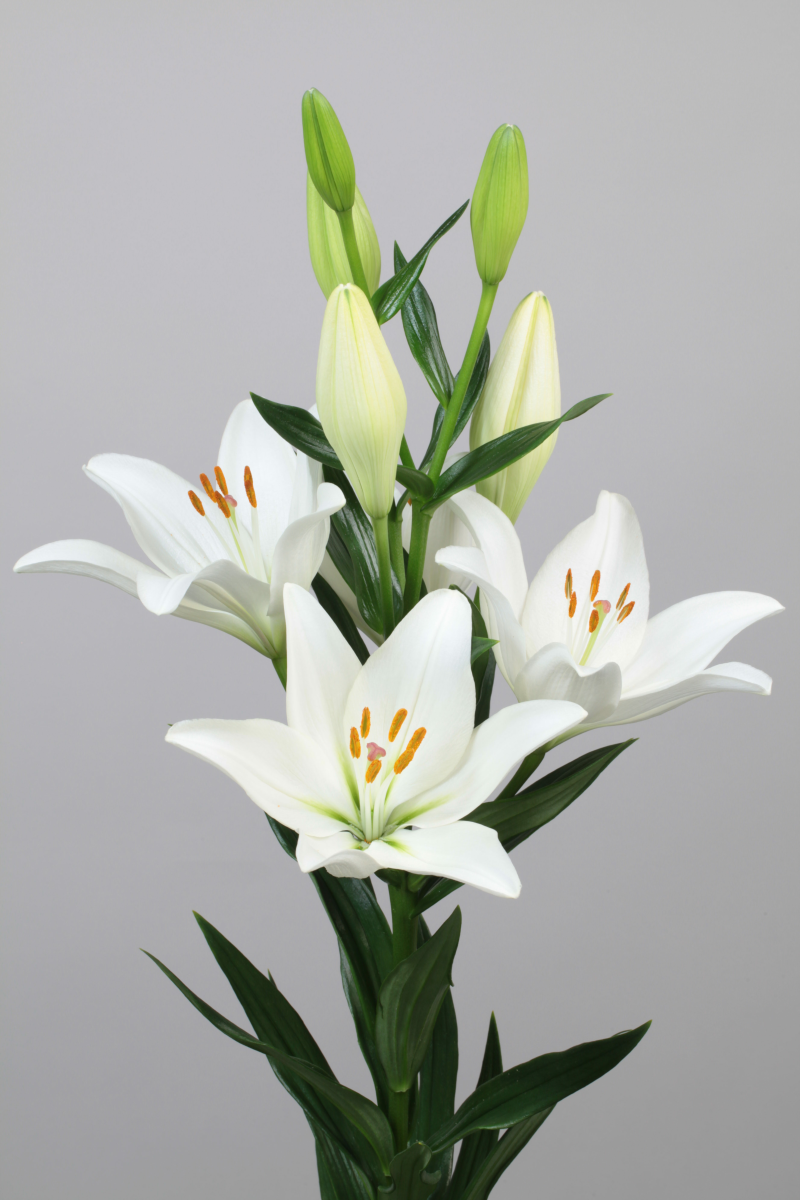 Doroso ® - LA hybrids - Lilies