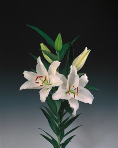 Ariosto ®