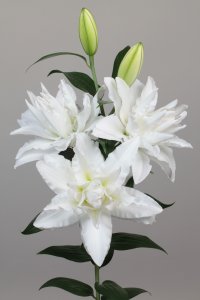 Canova®