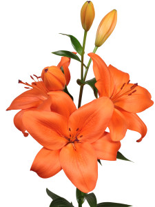 Dutch Passion ®