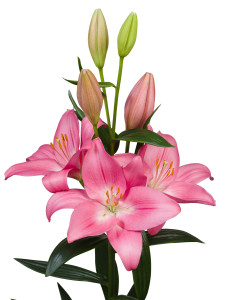 Pink Ardour ®