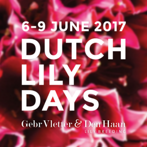 Discover the future of the lily during the Dutch Lily Days at Vletter & Den Haan